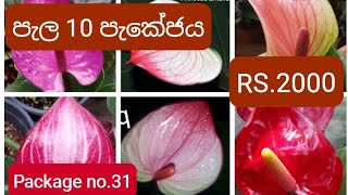 විකිණී අවසන් පැල 10 පැකේජය Rs2000 anthurium plants anthuriumplant flowers [upl. by Acireit]