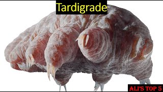 Alis Top 5  Tardigrade Facts [upl. by Accisej46]