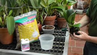 How to Repot a Phalaenopsis Orchid [upl. by Sandstrom]