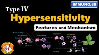 Type IV Hypersensitivity Reactions Features and Mechanism FLImmuno88 [upl. by Heintz754]