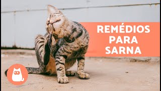 8 REMÉDIOS CASEIROS para sarna em GATOS 🐱✅  Remédios caseiros eficazes [upl. by Norty715]