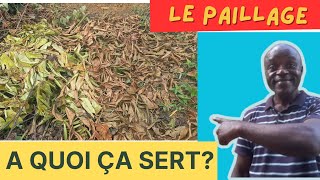 Découvrons les 3 rôles du paillage dans une exploitation agricole [upl. by Krock]