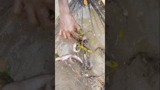 Unbelievable Catching in River Fishing Video shorts fishinglife [upl. by Aina]