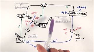 A2 Biology  Zscheme The lightdependent stage OCR A Chapter 173 [upl. by Oira]