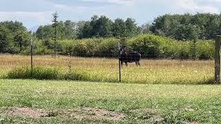 12 lb Dog scares off a bull moose 🫎 [upl. by Annot]