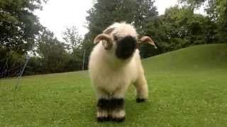 Valais Blacknose Sheep [upl. by Novy879]