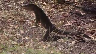 Goanna standing up [upl. by Broddy]