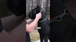 Why Your Dog Needs Power Steering  Prong Collar Explained [upl. by Warram]