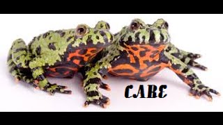 Fire Belly Toad Care [upl. by Galan]