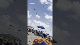 Thousands of dragonflies swarm Rhode Island beach [upl. by Alves]