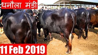 Latest Dhanaula Mandi 11 Feb 2019  Murrah buffalo [upl. by Ahsael881]