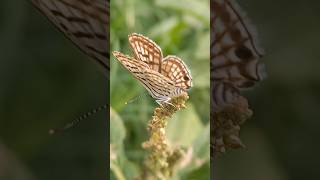 Leopard butterflyCigaritis acamastawnysilverflyarthropodainsectabiodiversitylepidoptera [upl. by Aehs192]