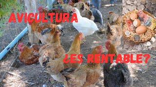 Avicultura ¿Es Realmente Rentable Descubre los Secretos del Éxito en la Cría de Aves [upl. by Khan]