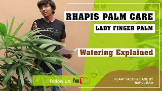 Rhapis Palm plant care in Hindi  Lady finger palm  Watering explained [upl. by Haidedej]