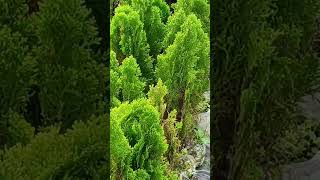 IS THIS Hinoki False Cypress Tree a REAL Cypress hinoki false cypress tree gogreen 750subs [upl. by Pharaoh]