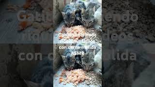 Gatitos comiendo riquísimo fideos con carne molida ASMR [upl. by Lenaj]