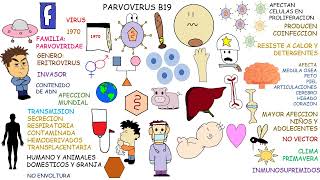 PARVOVIRUS B19 [upl. by Horace782]