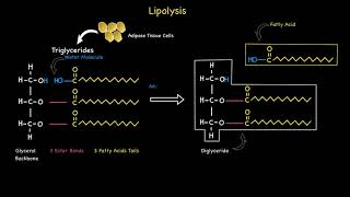 Lipolysis [upl. by Elletnuahs]