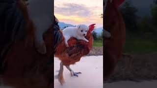 என் கண்மணியே❤️ pets viralshort tamilsong தாலாட்டு youtubeshorts [upl. by Ikairik]