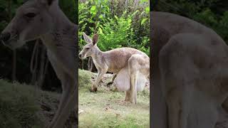 How Kangaroos Carry Their Babies in a Pouch 🦘  Fascinating Wildlife Moments [upl. by Arimihc]