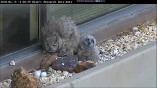 DRI NV 2 Great Horned Owl Jina Attacks Raven Intruder Apr 19 [upl. by Dewie]