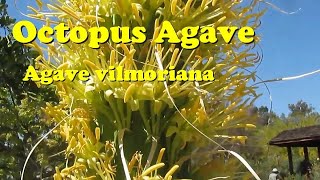 AGAVE GALLERY Agave vilmoriana the octopus agave [upl. by Brok]