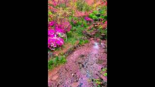 Most beautiful Quran  with nature recitation shorts viral video [upl. by Ecargyram]