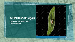 Monocystis agilis  General features and life history ias ncert biology protozoa neet [upl. by Nazarius238]