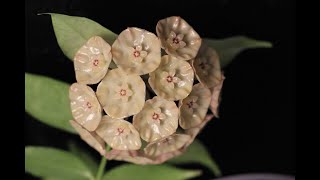 A Visit with Hoya danumensis ssp amarii [upl. by Zetrac]