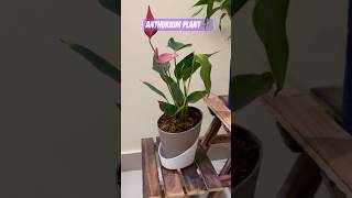 anthurium New Plant Collection 🌷🌷ytshort unboxingvideos bollywood [upl. by Heilner]