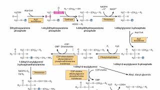 Plasmalogen Biosynthesis  Ether Lipids Biosynthesis  Metabolism [upl. by Tatiana]