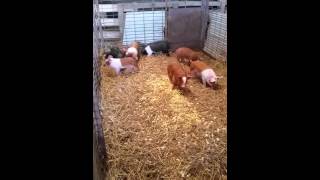 Hereford Hampshire Landrace crossbred pigs [upl. by Edwine]