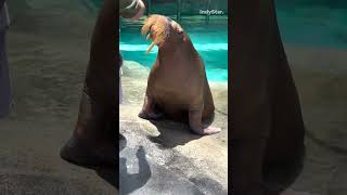 Walruses return to the Indianapolis Zoo with updated digs after time at Sea World [upl. by Oirretno868]