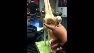 the knee joint model [upl. by Nylsor]