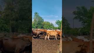 beach cow ganados viralvideo foryou farming [upl. by Ortensia]