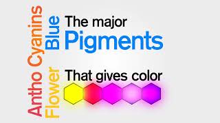 Anthocyanins mayor pigments that gives color to flowers fruits and berries Text animation [upl. by Bahe]