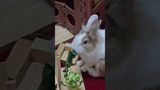 mofu the Tokyo bunny munching broccoli stems and leaves [upl. by Nivri471]