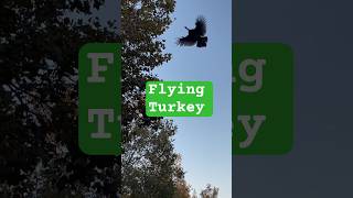 Wild Turkeys Roosting in a Tree El Dorado Hills CA turkey wildlife shorts [upl. by Ettezyl]