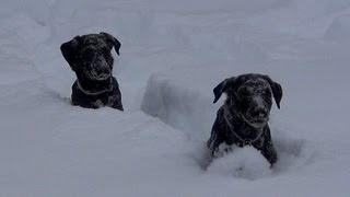 My Black Lab Puppies 12 to 16 weeks old [upl. by Idnat571]