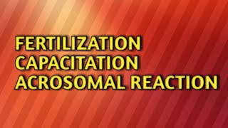 Fertilizationcapacitationacrosomal reaction [upl. by Oiramad]