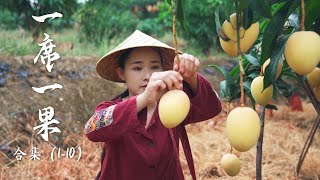 Fruit Compilation 1  Lychee Longan Mango A collection of Yunnan fruits documented before [upl. by Latin]