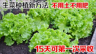 种生菜的“新方法”，不用土、不用肥，简单快速15天可第一次采收A new method of growing lettuce水培生菜 [upl. by Koppel]