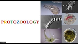 What is Protozoology [upl. by Anoirb]