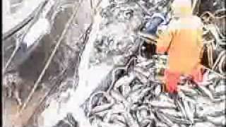 Alaska Purse Seine Salmon Fishing [upl. by Nunnery461]