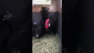 Black Eyes 👀 hønse countryliving denmark chicken freedom [upl. by Malinde]