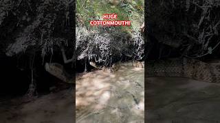 I found a HUGE COTTONMOUTH cottonmouth watermoccasin venomous snakes herping herpetology [upl. by Erdied546]