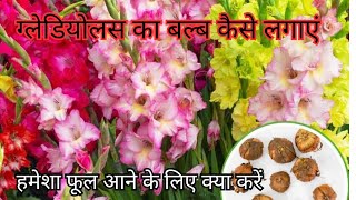 Gladiolus ka bulb kaise LagayeTaki bhar bhar kar phool aayeBeautiful Bouquet plant [upl. by Vick]