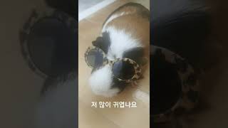 이쁘니 밤톨이 guineapig 소동물 モルモット 기니피그 햄스터Hamster [upl. by Dorree]