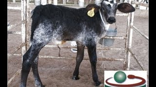 Aca se producen las Becerres F1 Holstein x Sardo Negro [upl. by Cirdec]