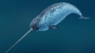 Narwhal real sound [upl. by Esineg]